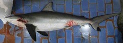 Carcharhinus sorrah