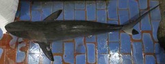 Carcharhinus sorrah