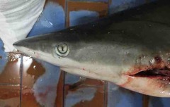 Carcharhinus sorrah