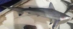 Carcharhinus sorrah