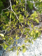 Baudouinia fluggeiformis