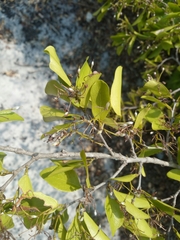 Baudouinia fluggeiformis