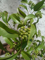 Rhopalocarpus