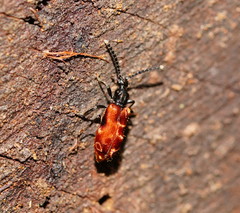 Lemodes atricollis