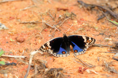 Junonia orithya wallacei