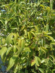 Rhopalocarpus