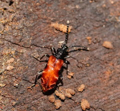 Lemodes atricollis