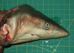 Carcharhinus sorrah
