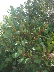 Capurodendron pervillei