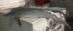 Carcharhinus sorrah