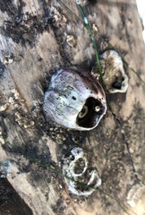 Megabalanus californicus