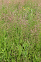 Agrostis vinealis trinii