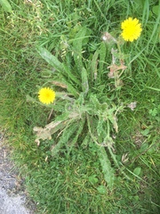 Helminthotheca echioides