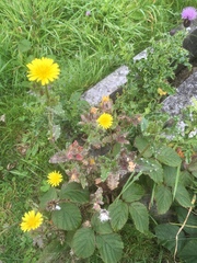 Helminthotheca echioides