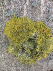 Xanthoria parietina
