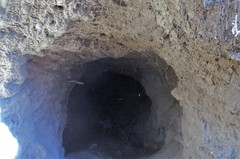 Lasiorhinus latifrons