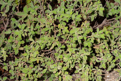 Cistus salviifolius