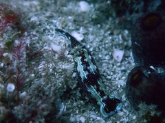 Felimare lapislazuli