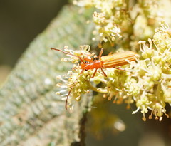 Stenoderus concolor