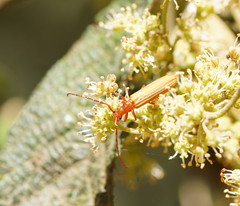 Stenoderus concolor