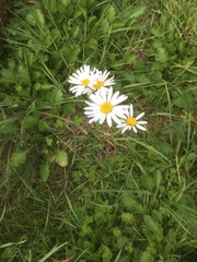 Leucanthemum vulgare