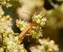 Stenoderus concolor
