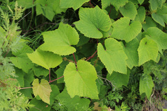 Vitis amurensis