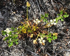 Xanthosia leiophylla