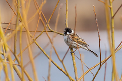 Emberiza schoeniclus