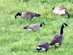Branta hutchinsii hutchinsii