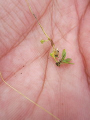 Callitriche marginata