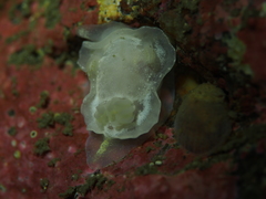 Goniodoris nodosa