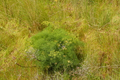 Lomatium klickitatense