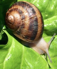 Cornu aspersum