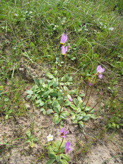 Primula clevelandii gracilis