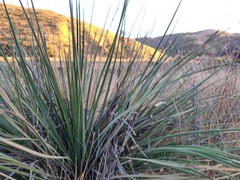 Hesperoyucca whipplei