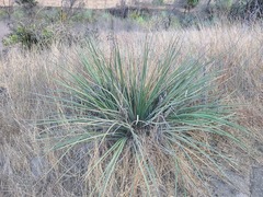 Hesperoyucca whipplei