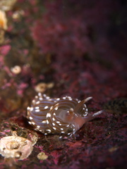Facelina auriculata