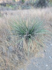 Hesperoyucca whipplei