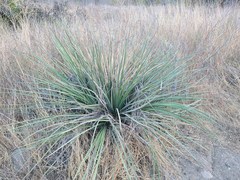 Hesperoyucca whipplei