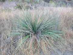 Hesperoyucca whipplei