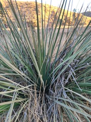 Hesperoyucca whipplei