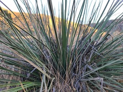 Hesperoyucca whipplei