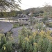 photo of Canada Goldenrod (Solidago canadensis)