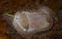 Goniodoris nodosa