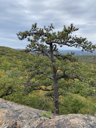 photo of Pines (Pinus)