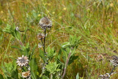 Pyrrocoma carthamoides