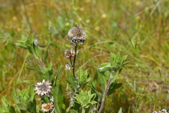 Pyrrocoma carthamoides