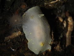 Cadlina laevis
