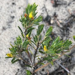 Phyllota remota